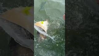 Cownose ray safely released on Reynolds channel Long Island NY kingkonadventure [upl. by Ellainad]