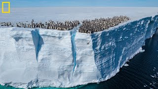 Baby penguins seen cliff diving on camera for 1st time [upl. by Addiel]