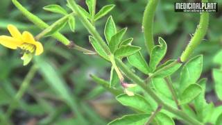 Cleome viscosa [upl. by William695]