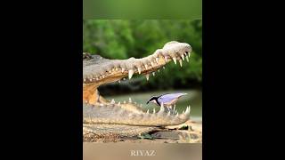 Crocodile true friend of 🤝 Plover Birds [upl. by Euqinue21]