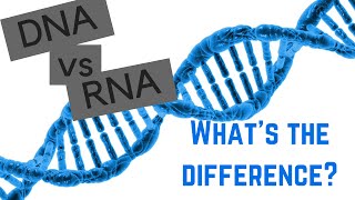 DNA vs RNA  5 Differences Between DNA and RNA [upl. by Emmanuel]