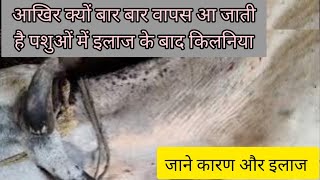 ticks issue and complete guide  किलनियो की समस्या का सही इलाज और सलाह [upl. by Yrrak595]