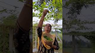 spine gourd  boda kakara  aakakara plant  kantola  teasle gourd [upl. by Nannek]