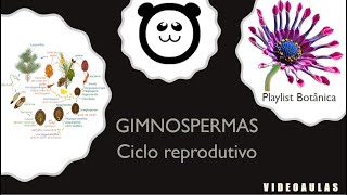 Gimnospermas  ciclo reprodutivo [upl. by Ihtak]