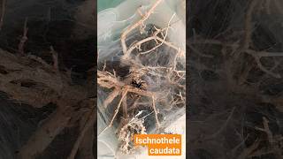 Spinne füttern  Ischnothele caudata terraristik vlog spider [upl. by Anonyw]