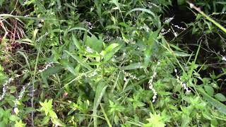 Persicaria punctata Dotted Smartweed [upl. by Ankney]