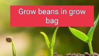 Grow beans in grow bag [upl. by Ilujna]