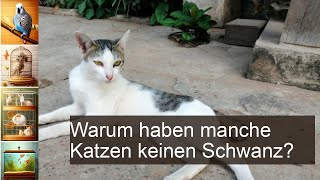 Katzen ohne Schwanz Rassen und Amputationen [upl. by Dowlen]