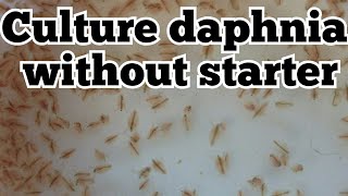 How to culture daphnia without starter  How to grow dafniya without starter [upl. by Akinehc918]