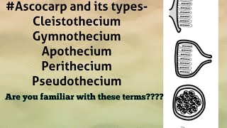 Ascocarp and its classification [upl. by Aserehc]