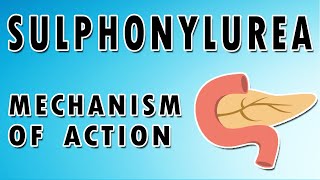 Sulfonylureas Mechanism and Side Effects [upl. by Nwahsyd45]