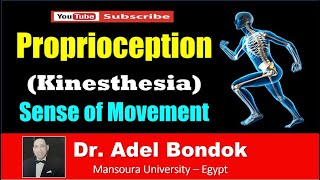 Pathway of Proprioception Kinesthesia Dr Adel Bondok [upl. by Akiram596]