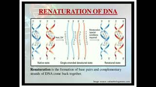 DNA denaturation and renaturation Cot kinetics Biochemistry [upl. by Nohsreg895]