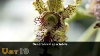 Ambient Orchids DVD Trailer [upl. by Annaiv]