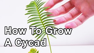 How To Grow Cycads  175 Years [upl. by Pentheas]