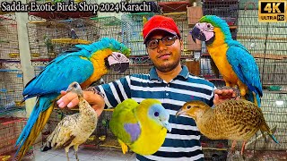 Saddar Amazing Birds and Parrots Market Karachi 2024  Macaw Parrots and Other Rare and Ground Birds [upl. by Salita439]