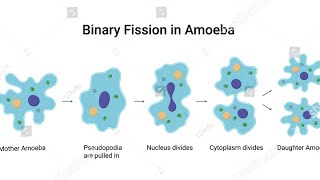 FISSION  BINARY FISSION IN AMOEBA  biology [upl. by Hakceber]