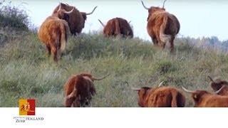 Mooiste Natuurgebied van Nederland  Provincie ZuidHolland [upl. by Ramilahs]