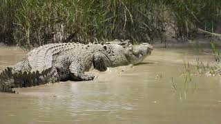 Estuarine Crocodile at Cahills Crossing 2 [upl. by Gaylene550]