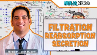 Renal  Filtration Reabsorption and Secretion Overview [upl. by Enileve]