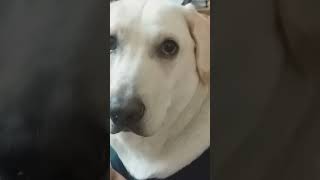 Lots of love Sniffy ❤️ 😘😘doglover labradorretreiver cute shortvideo [upl. by Haisej]