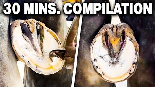 Farrier ASMR Hoof Cleaning Compilation [upl. by Natek]