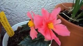 Planting Begonia Cascade Odorata [upl. by Wauters]