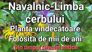 Limba CerbuluiPlanta ce vindeca FiereaRinichiiPlamaniiBeneficii [upl. by Cyrill150]