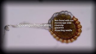 Fern Sporangia Preparation [upl. by Yatnahc]