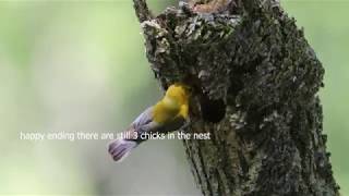 Prothonotary warbler feeding cowbird chick [upl. by Eimmot378]