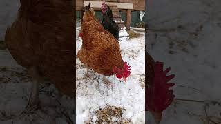 Zimowo u Kurek kurki villagelife chicken zima śnieg snow zimno listopad życienawsi [upl. by Navonoj687]