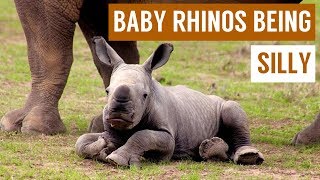 Baby Rhino Being Silly and Playing in Mud Compilation [upl. by Xuaeb]