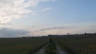 Falconry Tiercel landfill corvids [upl. by Sower]