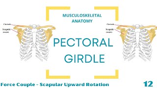 Force Couple  Upward Rotation [upl. by Horsey]