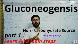 Gluconeogenesis  Steps  Enzymes  Definition  Process  part 1 [upl. by Rein]