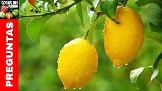 Top 10 preguntas sobre limoneros Regar Podar Fertilizar Caida de frutos Cuidados Invierno Mace [upl. by Anrym236]