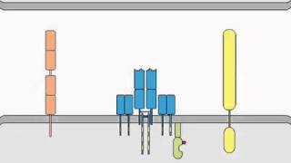 TCR Signaling [upl. by Anica]