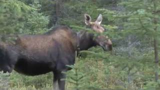 Moose Tracking in Saguenay  LacSaintJean [upl. by Artim]