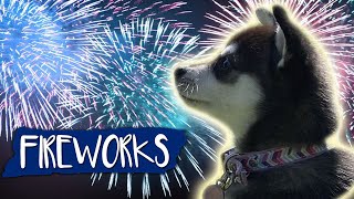 Fireworks Noise Desensitization For Dogs [upl. by Llenol]