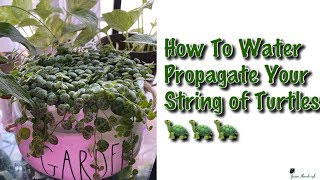 How To Water Propagate String of Turtles  Peperomia Prostrata 🐢 [upl. by Cherish]