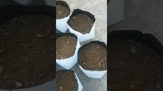 How to fill grow bagsgrow bag gardening garden viralvideo videos view [upl. by Auqenes238]