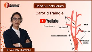 Carotid Triangle Anatomy Boundaries and Clinical Relevance with Dr Vaishaly Bharambe [upl. by Sander9]