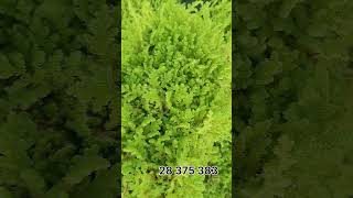 azolla اكسبلور مشروع farming أزولا agriculture أغنام ترند مربيالحماموالدجاج ط [upl. by Haduj]