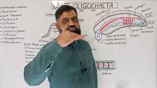 Class Oligochaeta UrduHindi medium profmasoodfuzail Structure of Earthworm  Phylum Annelida [upl. by Aicilat758]