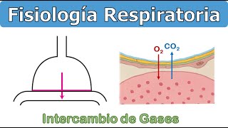 DIFUSIÓN  FISIOLOGÍA RESPIRATORIA [upl. by Aicilra198]