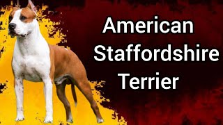 American Staffordshire terrier  AM STAFFS  American Staffordshire terrier in hindi [upl. by Sherris]