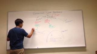 Canonical Wnt Signaling Pathway [upl. by Alair151]