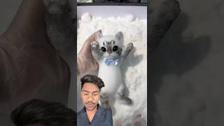 trending funny cat tarot viralshort  amazingfactsfacts experiment expriments trendingshort [upl. by Nethsa]