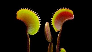 Care  CephalotusVenus Flytrap Care Video They’re Easy Bro [upl. by Nwaf]