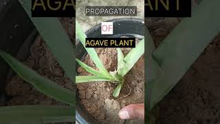 How to propagate An AGAVE PLANT  plants paudhe viralvideo taquilla wine trending viral yt [upl. by Noffihc173]